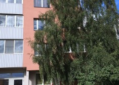 Kaimiņu kašķi Liepājā: kā likvidēt "neērtos" kokus, kas laupa saules gaismu?