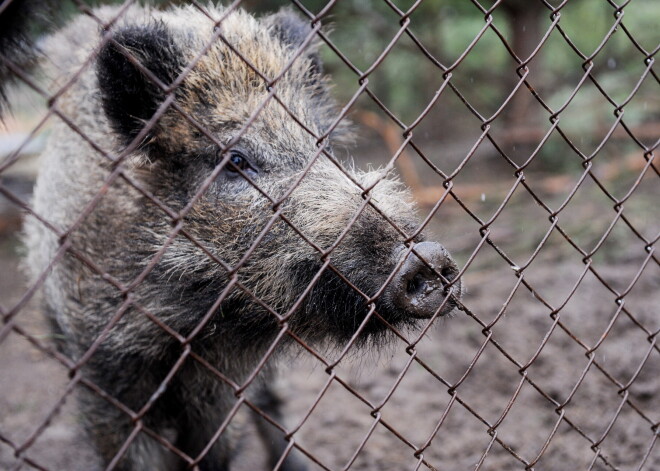 Vācijā pirmo reizi konstatē Āfrikas cūku mēri. Kā tas ietekmēs gaļas tirgu?