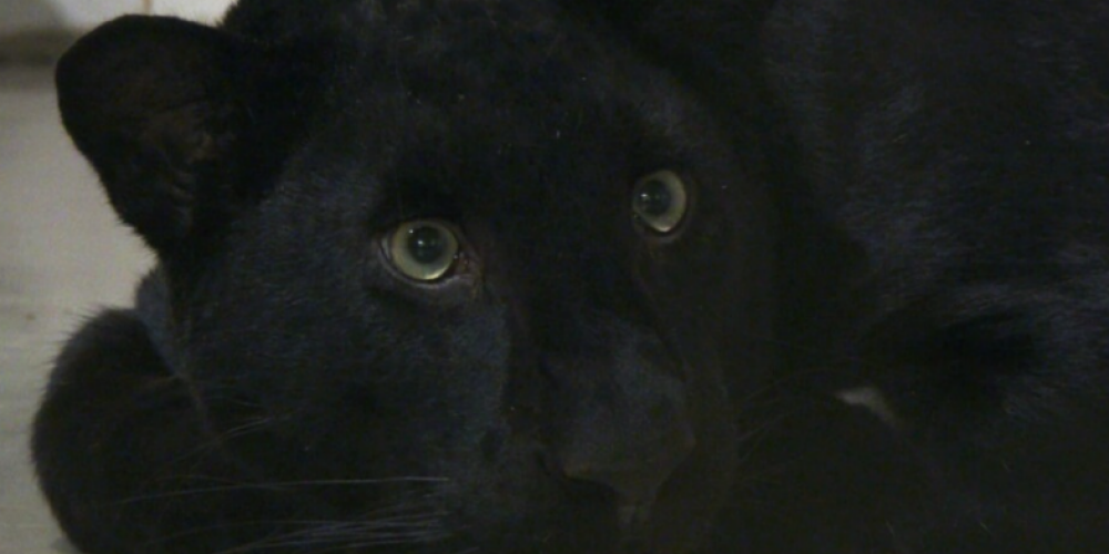 Par cietsirdīgu izturēšanos pret melno leopardu rosina apsūdzēt trīs personas