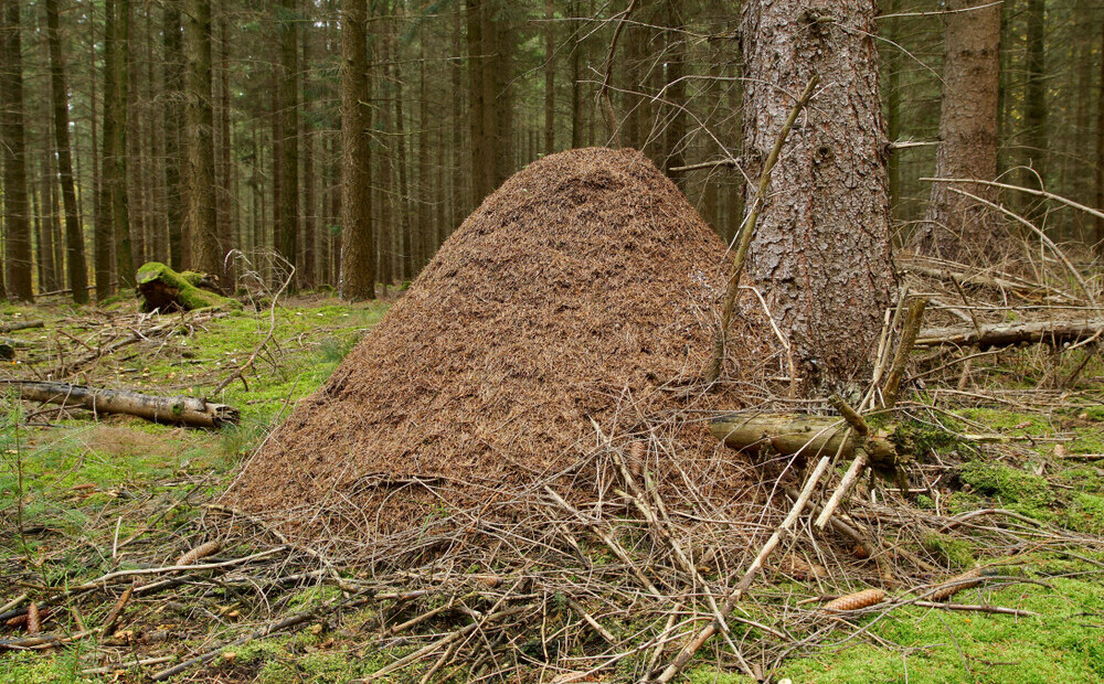 Впр в лесу много муравейников. Муравейник в лесу. Огромный Муравейник. Таёжный Муравейник. Муравейник в лесу с муравьями.