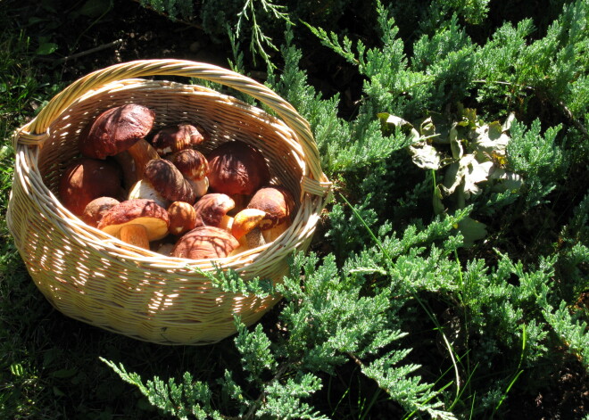 Speciālistu ieteikumi, kā parūpēties par drošību pirms došanās mežā pēc rudens veltēm