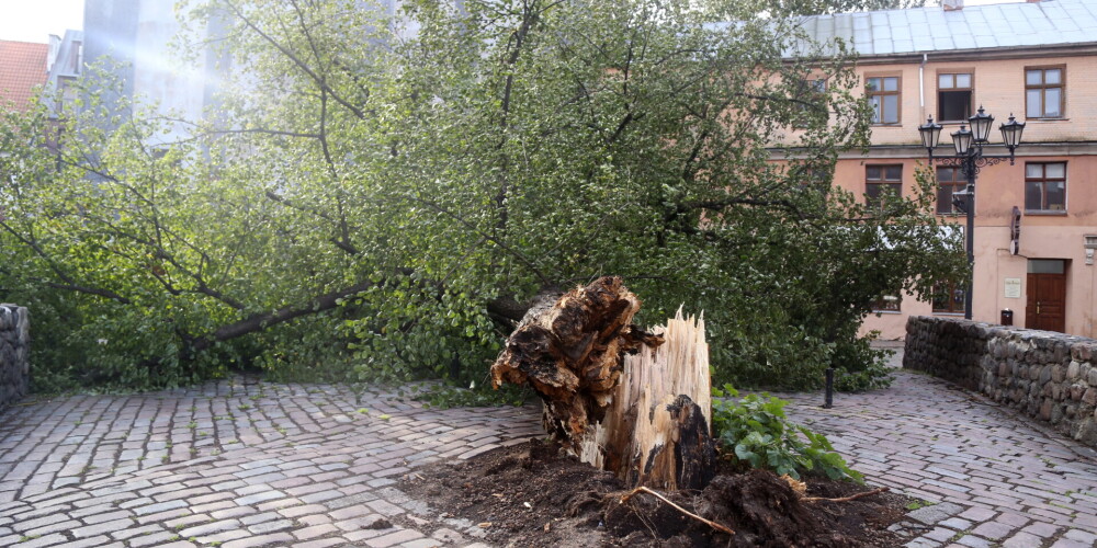 FOTO: pēdējo gadu postošākais vējš nogāzis arī milzu koku Vecrīgā pie Pēterbaznīcas