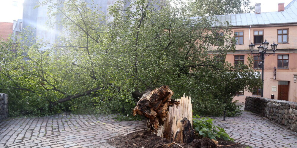 Фото: буря уничтожила дерево у церкви в Старой Риге