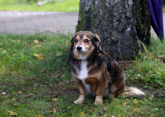 Laika prognoze sestdienai