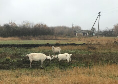 Viens no Miķeļdienas simboliem ir balta kaza. Ticējums vēstī - ja Miķelis redz, ka visa labība, kartupeļi ir novākti un lauki ir tukši, tad viņš ved baltu kazu kādam lielākam akmenim trīs reizes apkārt, pēc tam tajā vietā sāk snigt.