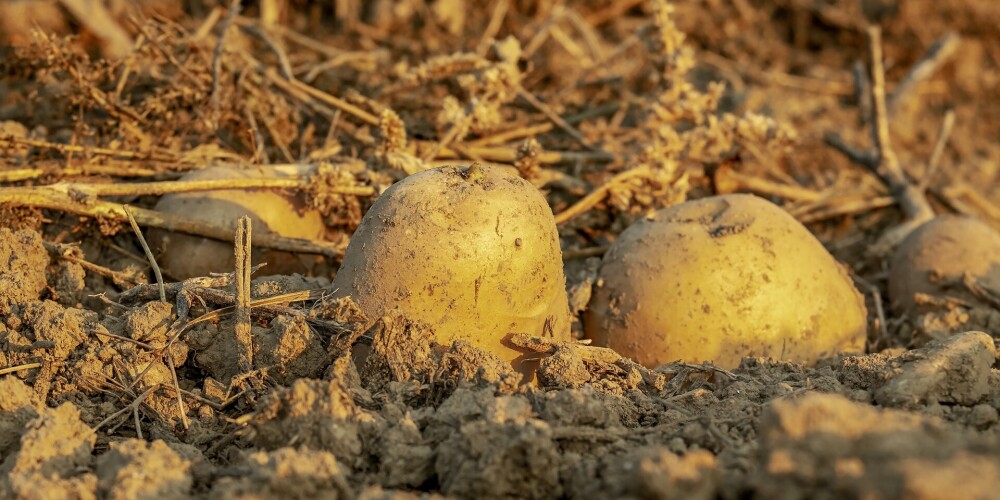 Šogad tas satrauc audzētājus: kāpēc plaisā kartupeļu bumbuļi