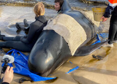 Tasmānijā izdevies izglābt 94 krastā izmetušos vaļus