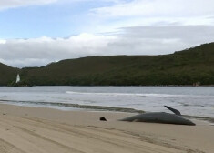 Glābējiem Tasmānijas izdevies izglābt 108 vaļus, kas nedēļas sākumā bija izmetušies krastā