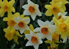 Vēl arī septembra beigas līdz pat oktobrim būs piemērots laiks, lai sastādītu narcises – ja vien rudens ir silts un saulains, tās paspēs izdzīt saknītes.