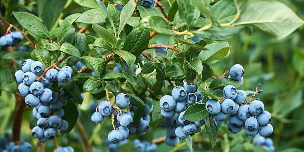 Krūmmellenes turpina savu uzvaras gājienu latviešu dārzos un vēderos.