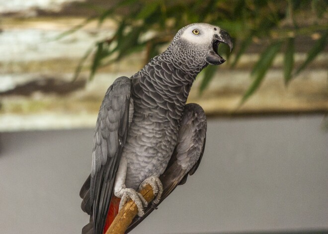 Pieci papagaiļi Anglijas zoodārzā samācās lamuvārdus, viens otru kūda uz nedarbiem un apsaukā apmeklētājus