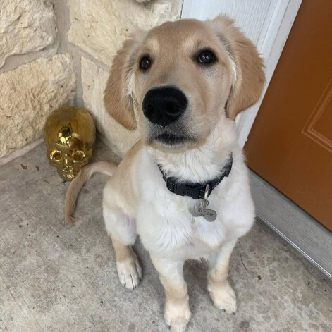 Alises suns Porters.