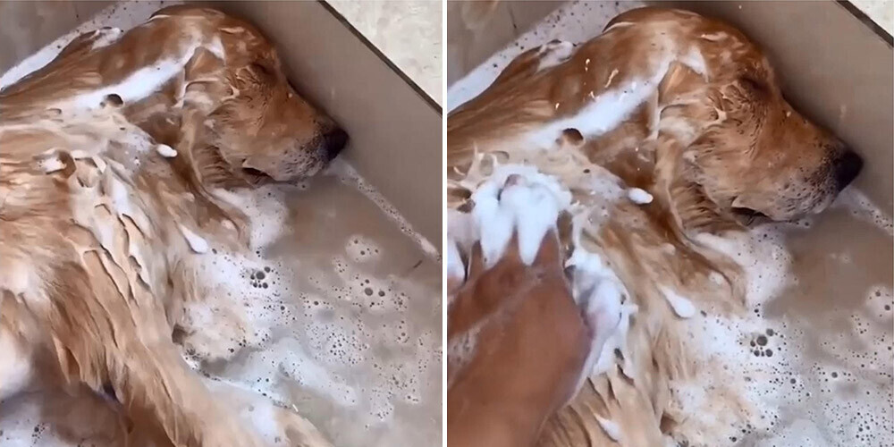 Dušā iemidzis suns samulsina soctīklu lietotājus, bet patiesība ir daudz jautrāka