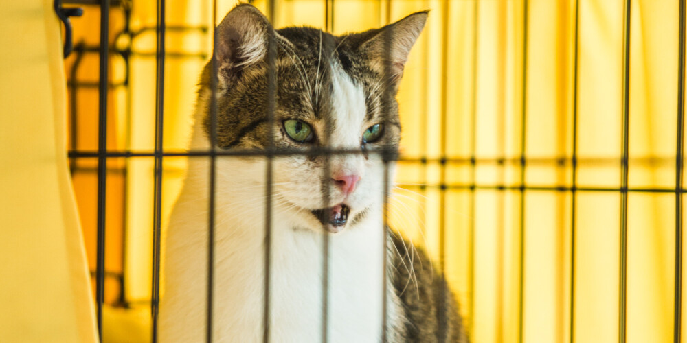 FOTO: atklāj kampaņu "Mājdzīvnieka mājas ir cilvēks", aicinot adoptēt dzīvniekus