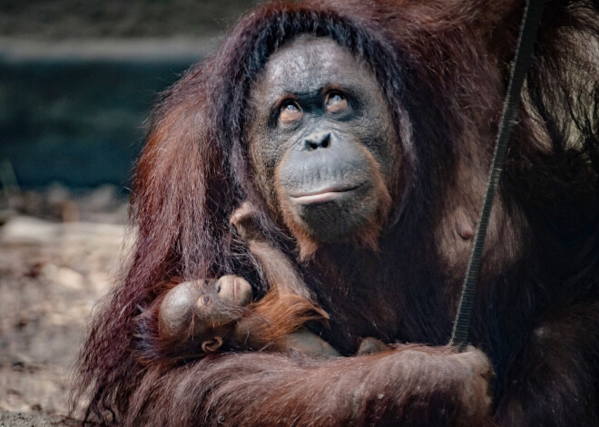 Orangutanu mātīte Česteras zoodārzā visiem sagādā neizskaidrojamu pārsteigumu