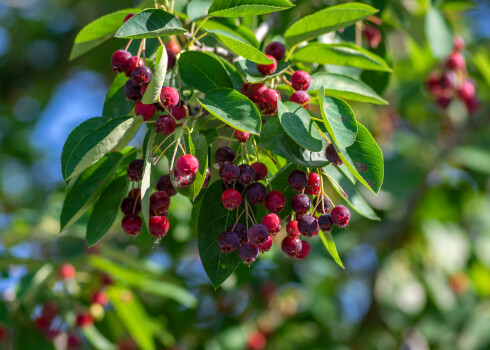 No ogām var vārīt ievārījumu, likt kompotā, izžāvēt, tās var arī saldēt, bet saldētām korintēm zūd aromāts un garša.
