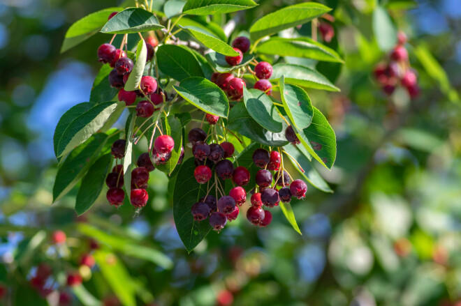 No ogām var vārīt ievārījumu, likt kompotā, izžāvēt, tās var arī saldēt, bet saldētām korintēm zūd aromāts un garša.