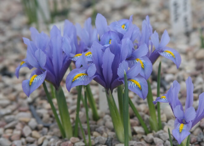 Pasapņo par pavasari - tīkliņīrisi, kuri zied reizē ar sniegpulkstenītēm