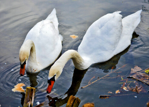 Ja putni kādā vietā ir piebaroti regulāri, ziemā nedrīkst barošanu pēkšņi pārtraukt, jo tie ir rēķinājušies ar barības pieejamību un tieši tādēļ tajā vietā palikuši ziemot. Ja regulāru barošanu nodrošināt nespēj, putnus (it sevišķi – ūdensputnus) labāk nebarot vispār!
