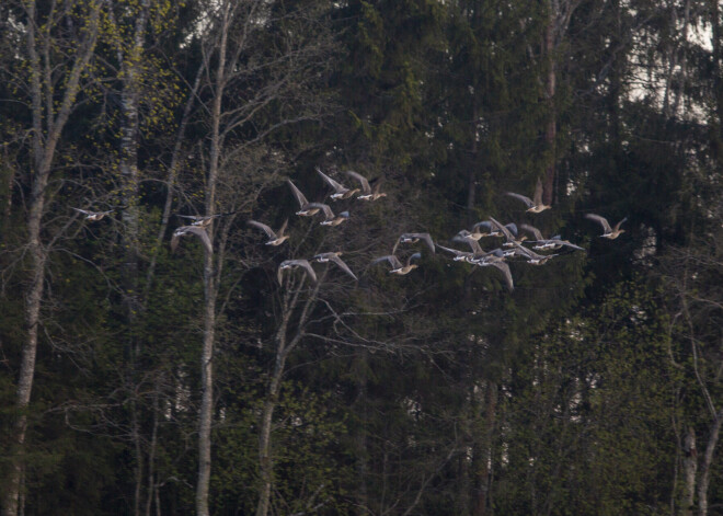 Pieķerti mednieki, kuri aizsargājamā teritorijā ar īpaši neētiskām metodēm šāvuši zosis