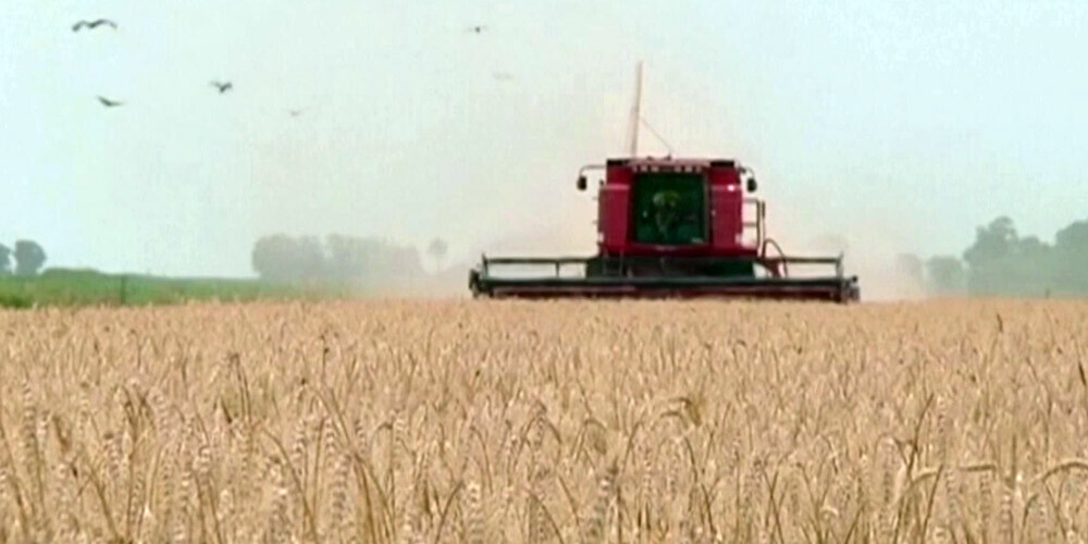 Argentīna kā pirmā valsts pasaulē apstiprinājusi ģenētiski modificētus kviešus