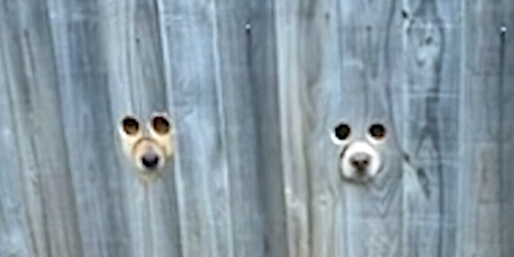 Saimnieki izdomā smieklīgu risinājumu, lai iepriecinātu savus suņus, kuri gaida viņus atgriežamies no darba