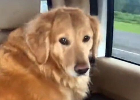 VIDEO: studente pameta mājas, atstājot suni vecākiem, bet dzīvnieka skumjās acis izsaka visu