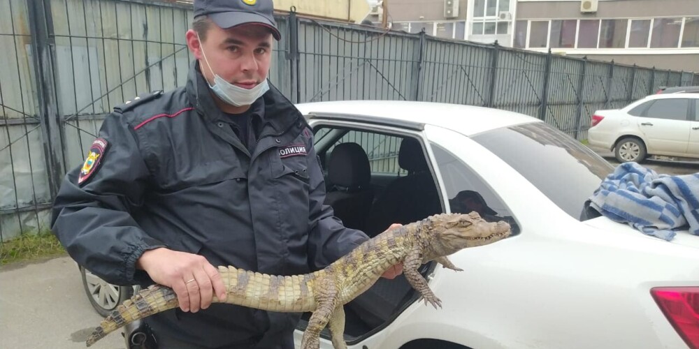 Vologdas policistus pārsteidz notiesātais, kurš lūdz pārcelties uz Sočiem, kur krokodilam būs siltāk