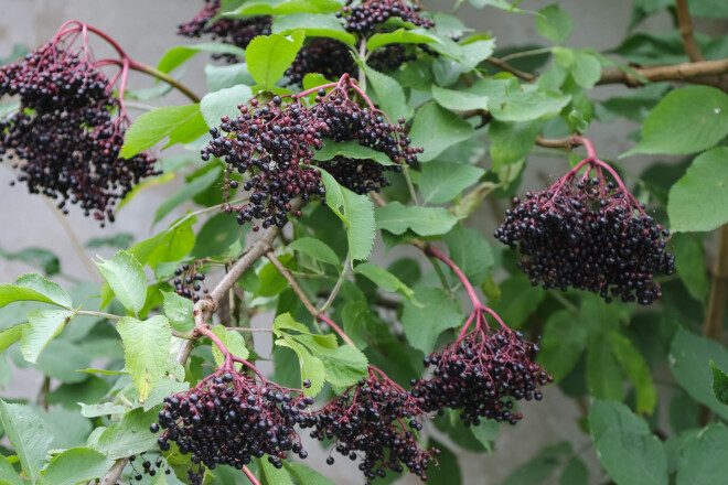 Melnais plūškoks (Sambucus nigra), sēklaudzis ar lieliem ogu ķekariem. 