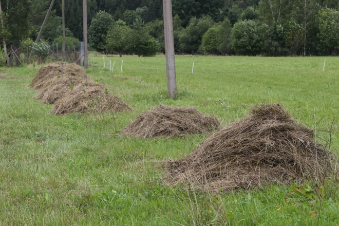 Siens ir viens no galvenajiem mulčas materiāliem dārzā.