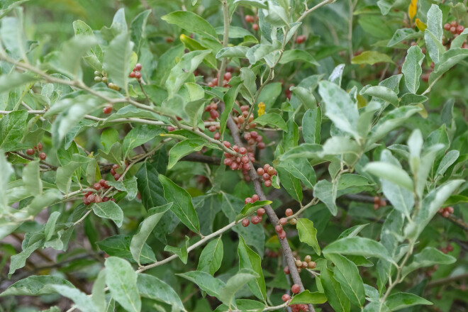 Daudzziedu eleagns  (Elaeagnus multiflora) dod ne tikai ogas, bet arī piesaista slāpekli citu augu labumam. 