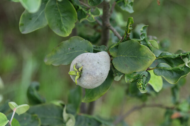 Īstā cidonija (Cydonia oblonga), šķirne Nivalis.