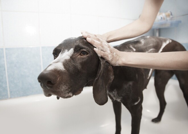 Презервативы, климат, хлор: что действительно защищает от коронавируса?