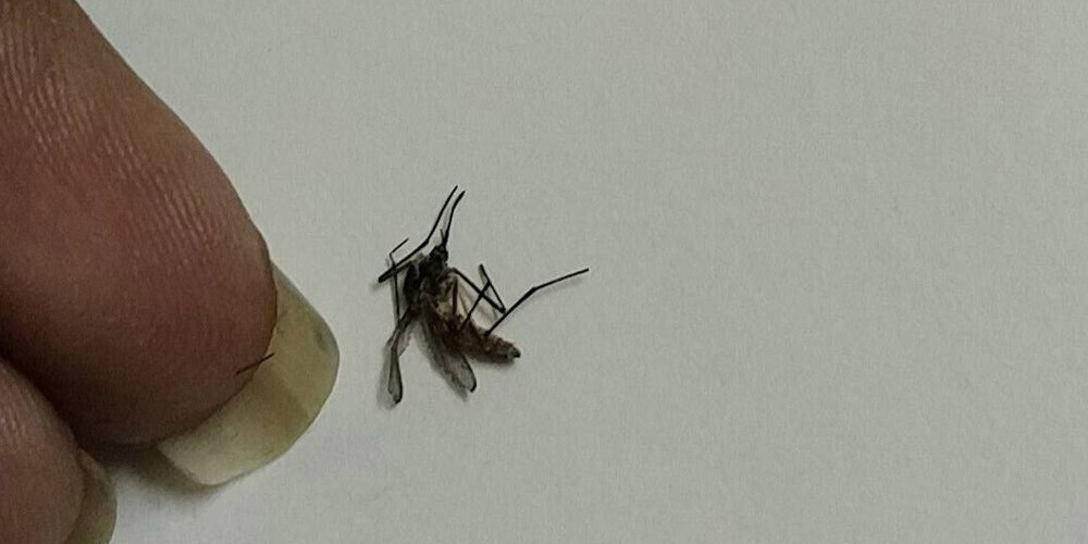 Indiete parādīja, ko dara ar odu līķiem. Daudzi viņu tagad uzskata par sērijveida slepkavu