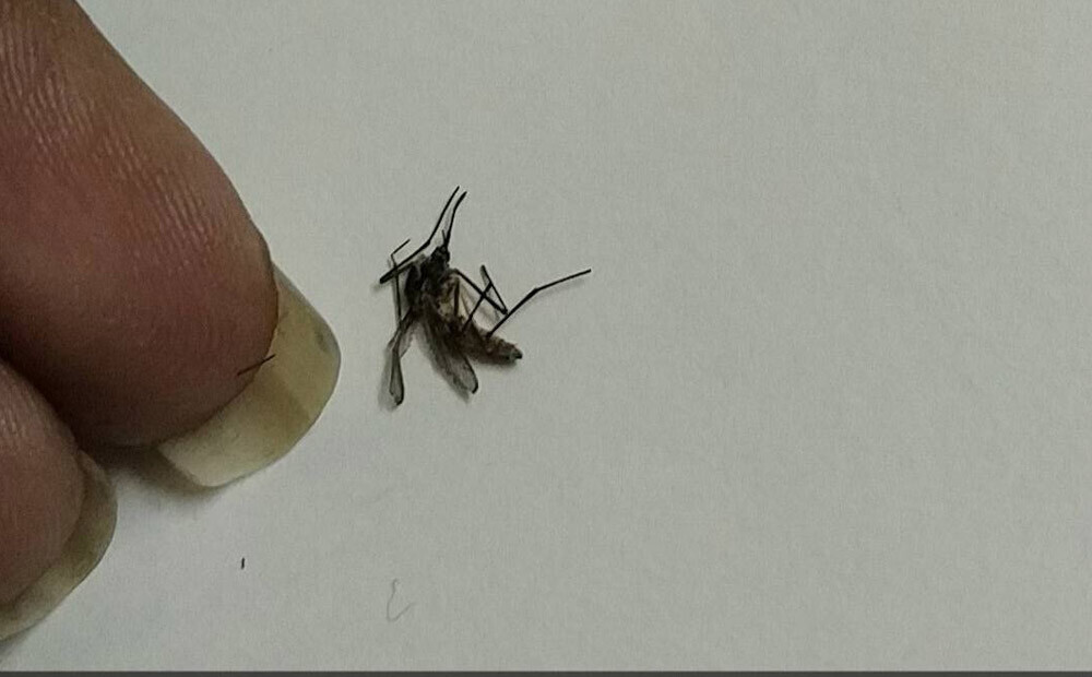 Indiete parādīja, ko dara ar odu līķiem. Daudzi viņu tagad uzskata par sērijveida slepkavu