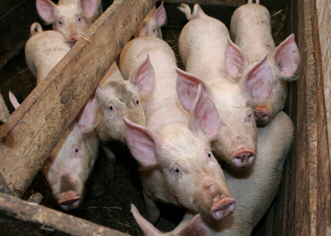 Aizputes novadā naktī aizdegusies liela saimniecība; mirušo lopu skaits mērāms simtos