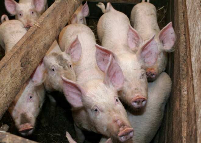 В Айзпутском крае загорелась ферма: в пожаре погибли около 800 свиней