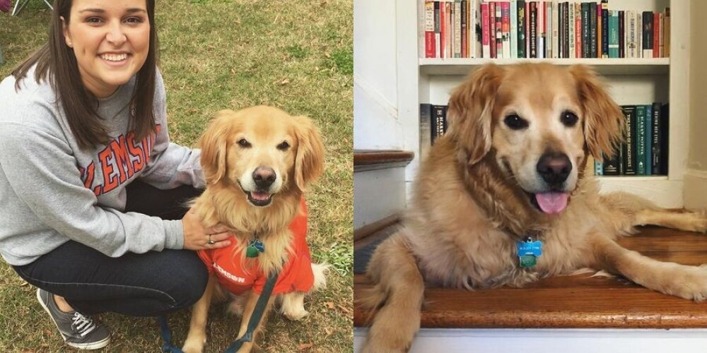Не прочитать без слез: девушка написала некролог любимому псу, умершему от рака