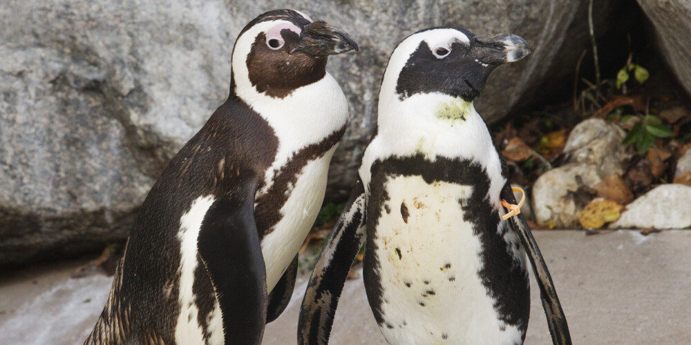 Homoseksuālu pingvīnu pāris Nīderlandes zoodārzā otro reizi nozadzis svešu olu, lai izperētu mazuli