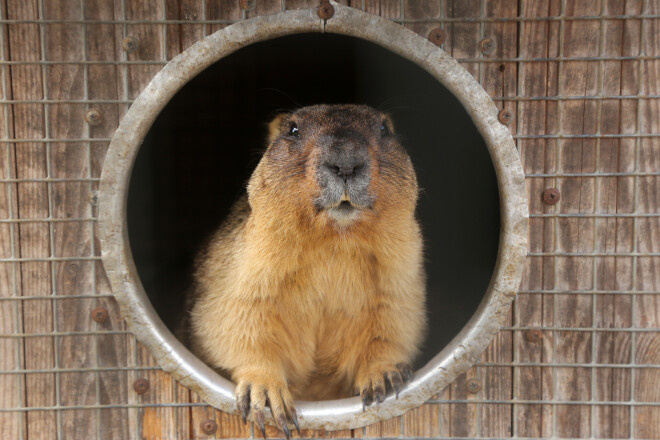 Dabā stepes murkšķis jeb baibaks dzīvo Krievijas un Centrālāzijas stepēs, dažviet arī Ukrainā un Baltkrievijā.