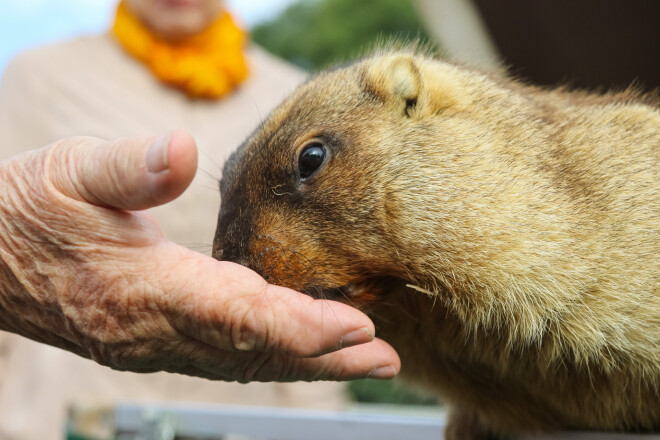 Silvijas kundzei murkšķi ēd no rokas.