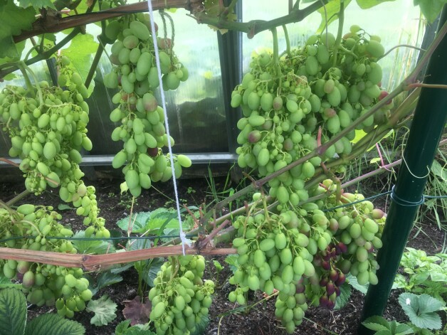 Valdis Zatlers paša audzētās, sulīgās ogas var baudīt uz nebēdu: “Mums vīnogas aug siltumnīcā. Kad vēlamies, ņemam vīnogu ķekarus un ēdam, cienājam draugus.”