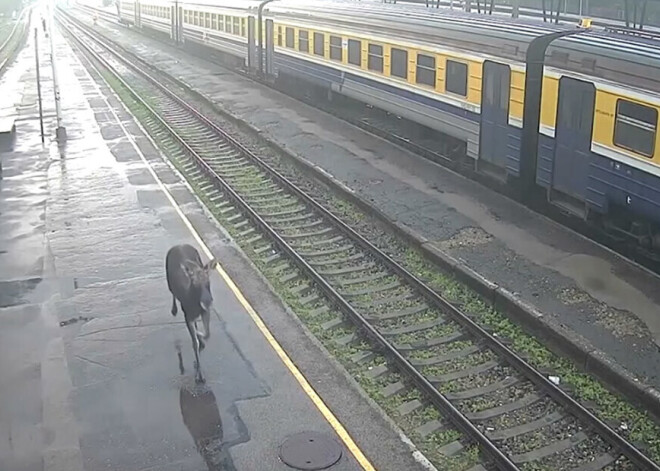 VIDEO: Rīgu kārtīgi apceļojušais alnis laimīgi pametis galvaspilsētu