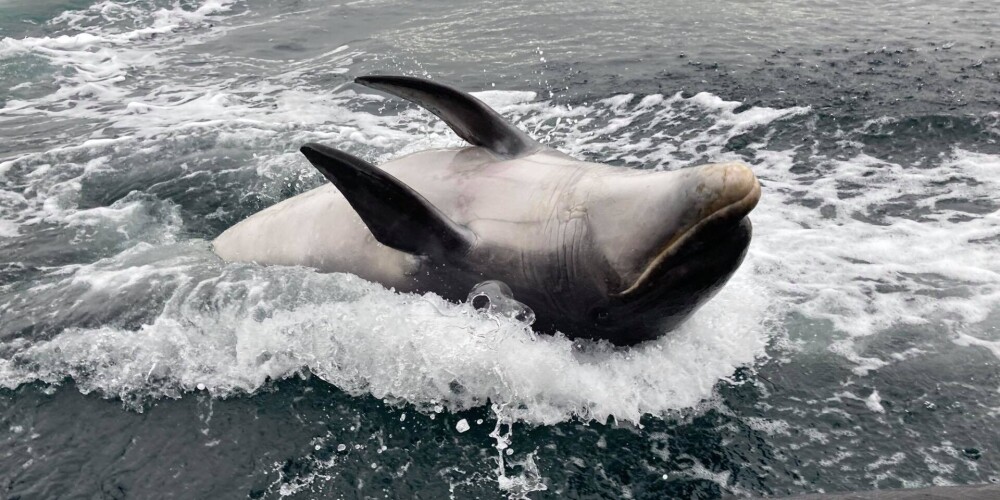 Ar nirējiem un laivām gluži kā bezvēsts pazudušu cilvēku Īrijā meklē pudeļdeguna delfīnu