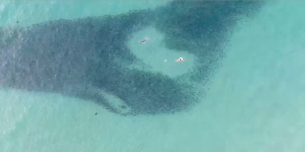 Satraucošā video redzams, kā peldētāji piepeld bīstami tuvu haizivīm, kuras devušās lašu medībās
