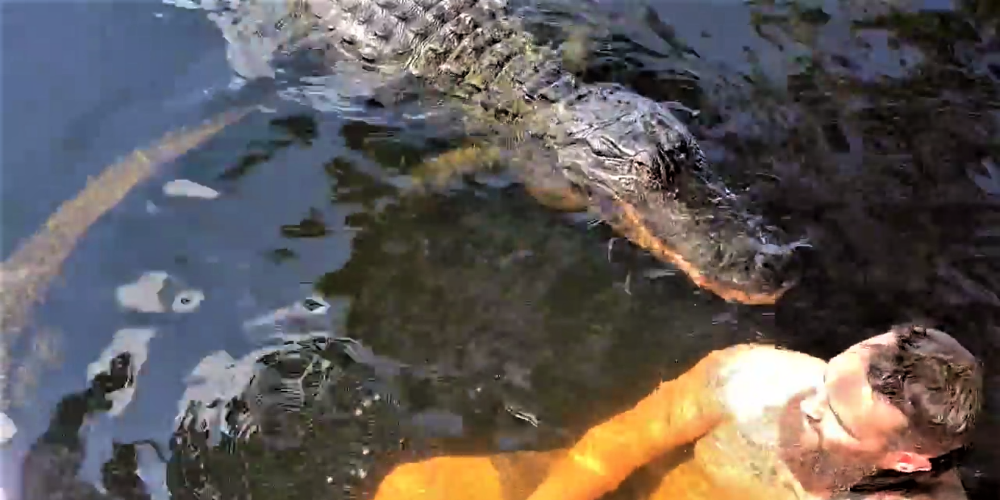 VIDEO: "pieradināts" aligators atgādina, kāpēc plēsoņām nevajadzētu līdz galam uzticēties