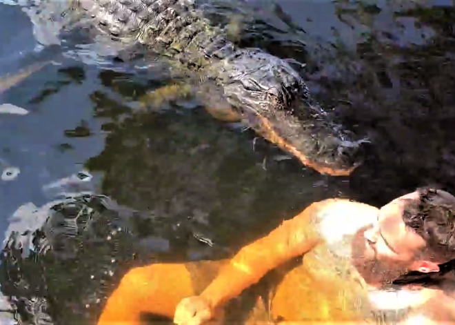 VIDEO: "pieradināts" aligators atgādina, kāpēc plēsoņām nevajadzētu līdz galam uzticēties