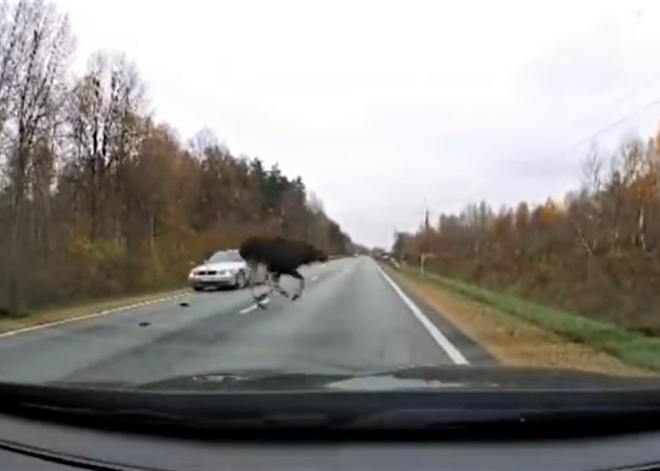 VIDEO: steidzīgs alnis ietriecas braucošā automašīnā, bet spēji atgūstas un nozūd kokos