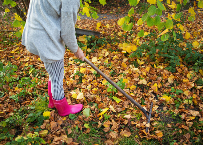 Dārza darbi, kas jāpaveic novembrī: skaidro agronome