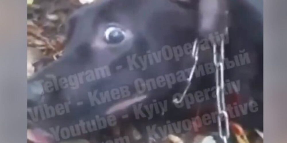 Прервали трапезу. Активисты спугнули мужчин, которые убивали собак "ради мяса"
